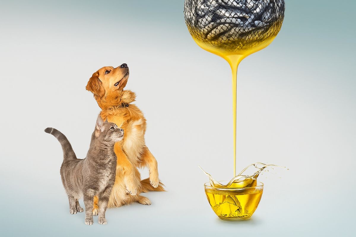 Омега-3 жирные кислоты играют важную роль в организме животных