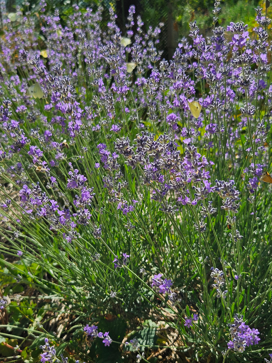 Бабочки очень любят лаванду