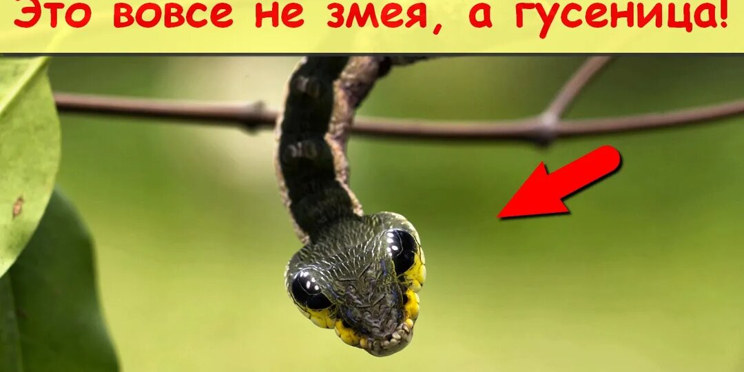 Они не те, за кого себя выдают! Животные обманщики...