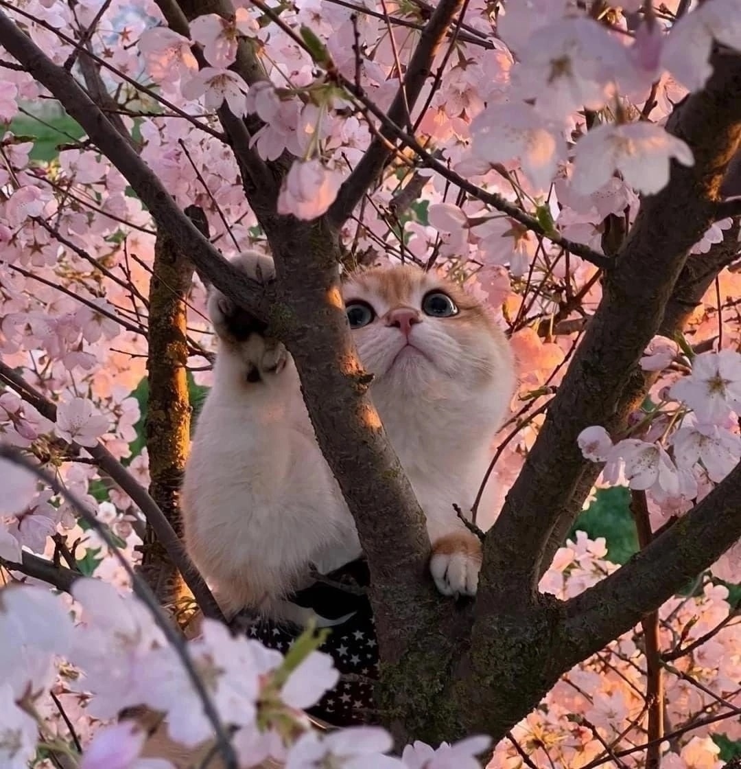 Ваш котик тоже может носить имя с ароматом сакуры! 🌸🐾