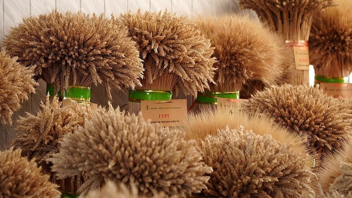    Фото: телеканал «Краснодар»