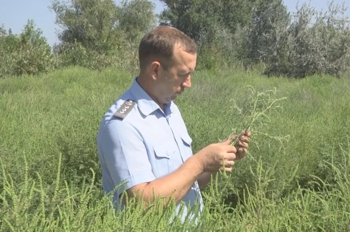    Очередной карантин из-за амброзии ввели в Ростовской области
