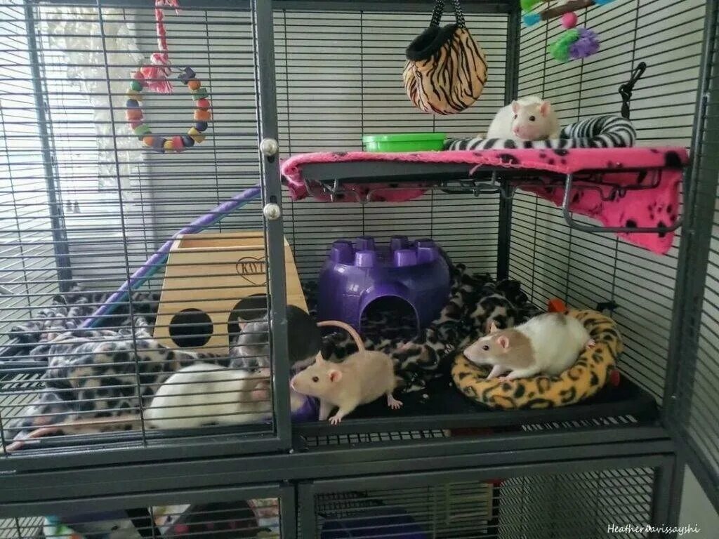 Изображение из интернета