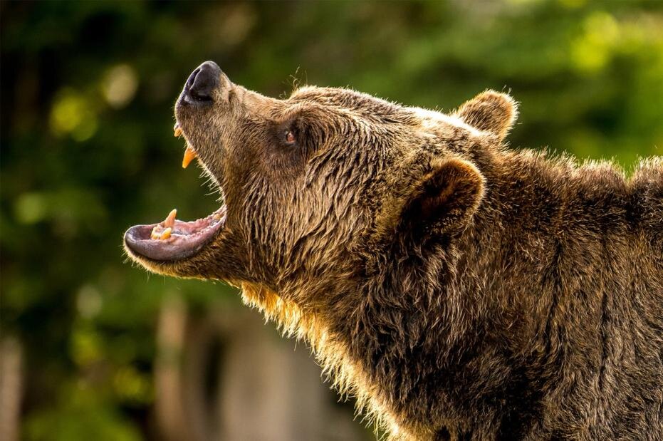    Shutterstock/FOTODOM