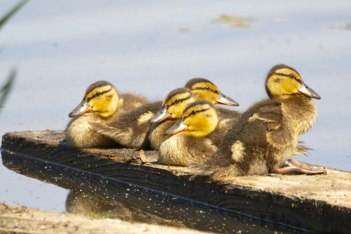Утята кряквы