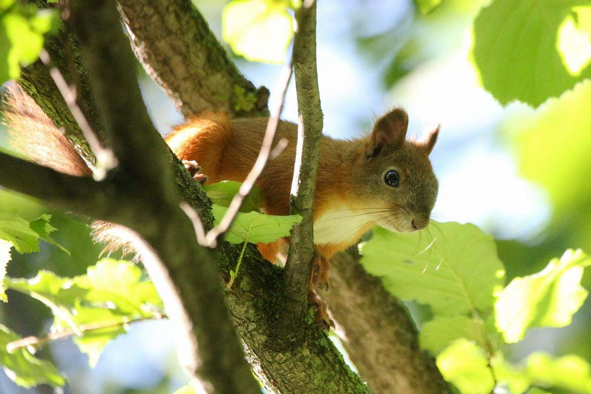 Белка обыкновенная