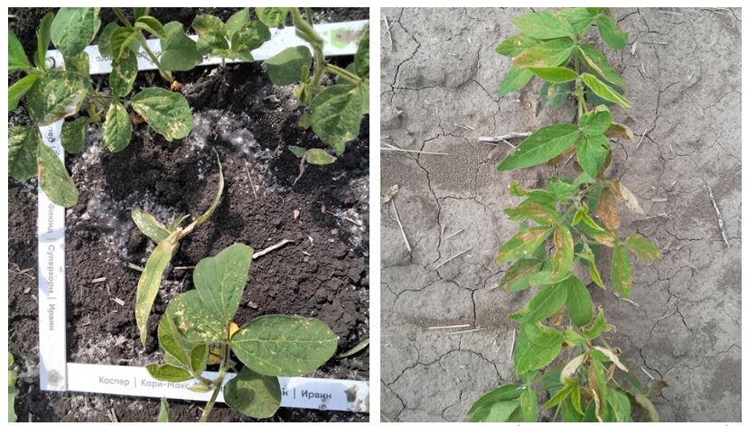 Гербицидный ожог растений сои после применения баковой смеси «бентазон, 480 г/л + тифен-сульфурон-метил, 750 г/кг, 2,5 л/га + 8 г/га». Дневная обработка при Т воздуха +27 °С.