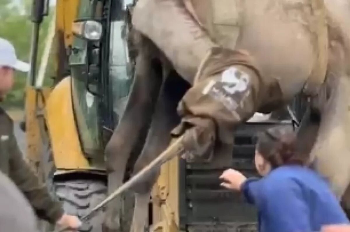    В донском зоопарке упрямого верблюда привезли на свидание на экскаваторе