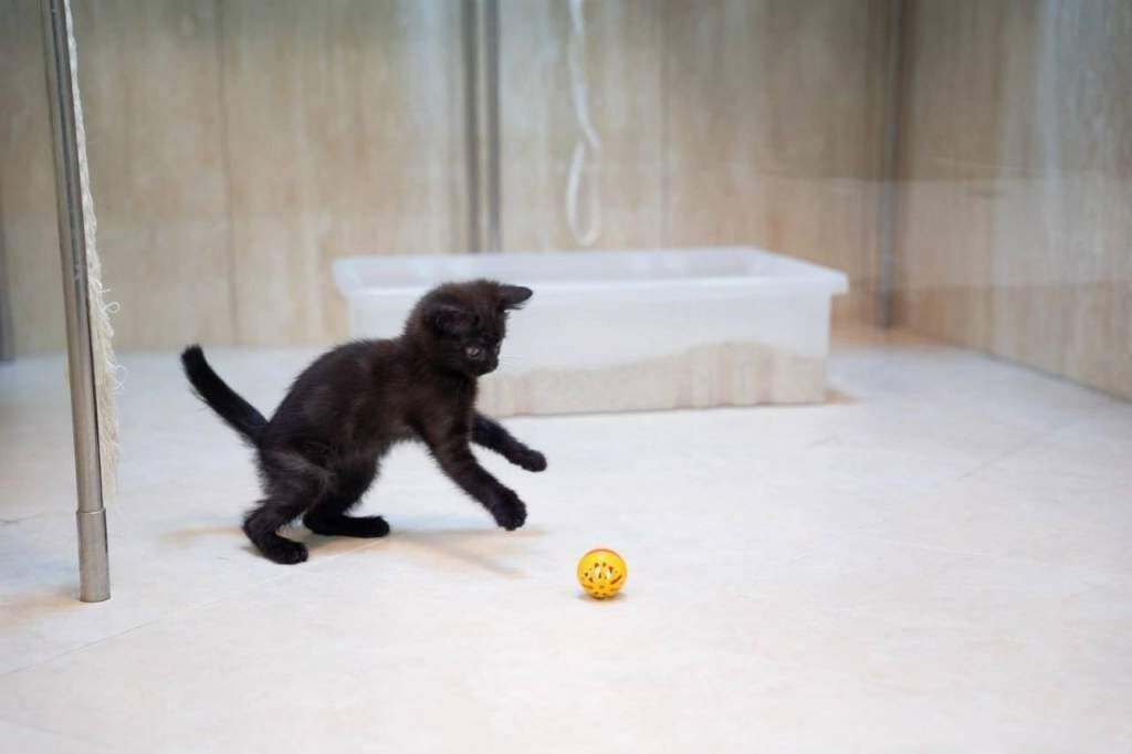    Фото: Александр Плонский/журнал «Питомцы»