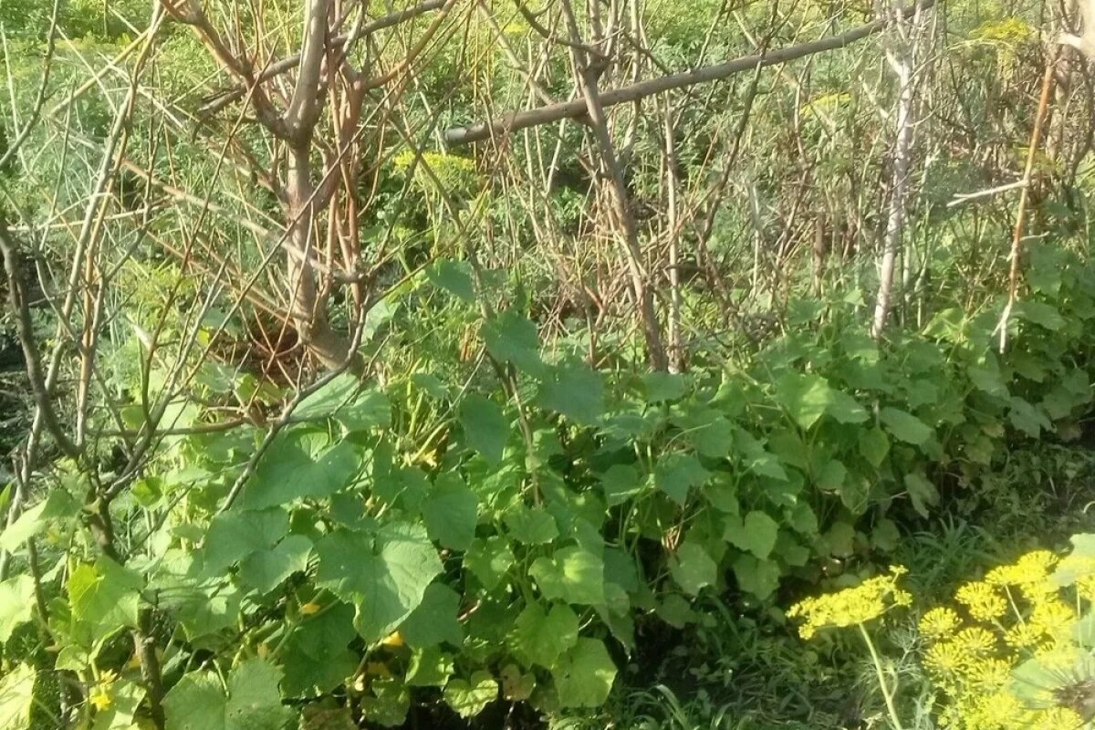   Самый простой способ.