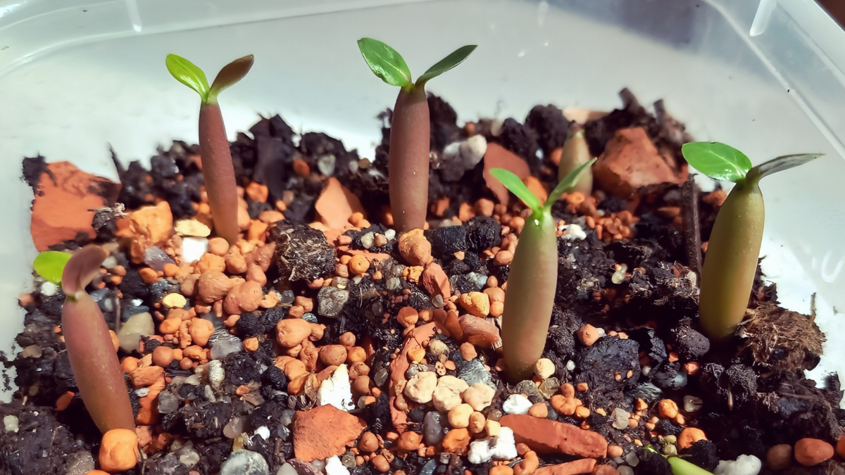 сеянцы адениума. фото автора.