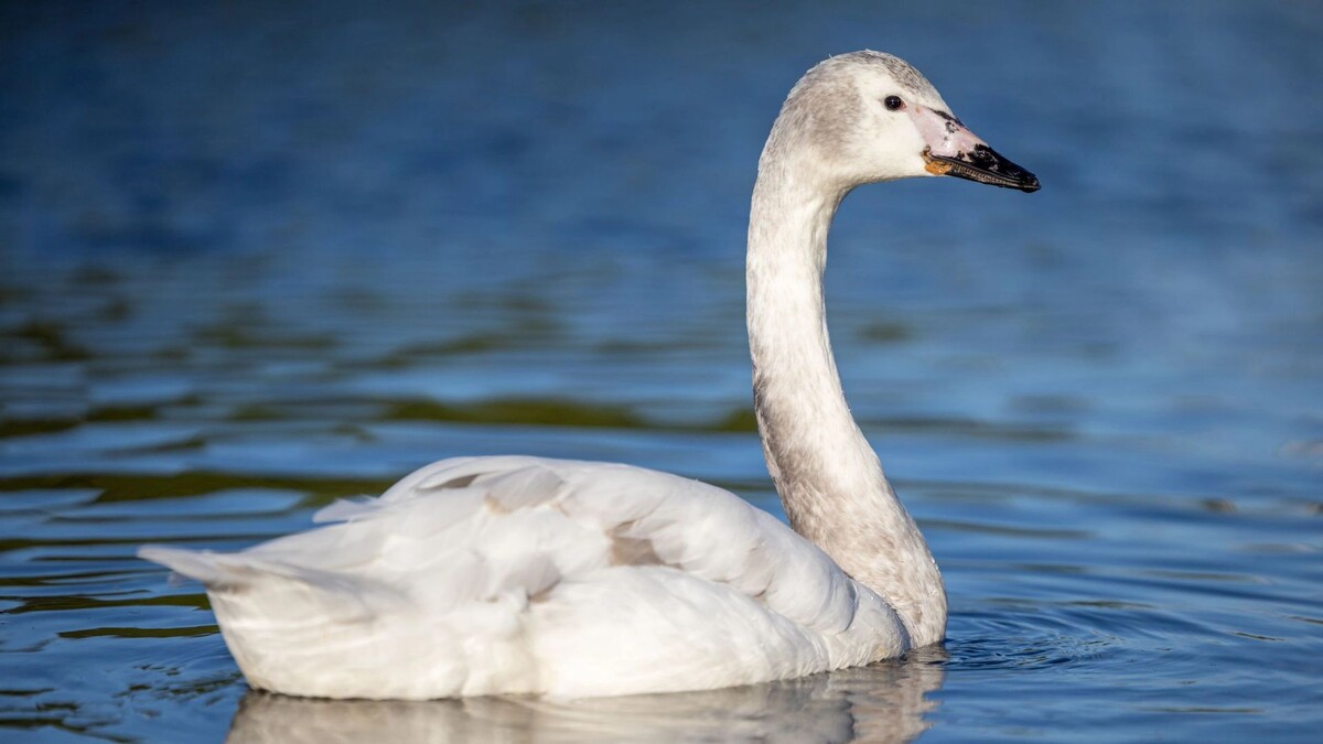    Фото: Федор Воронов / «Ямал-Медиа»