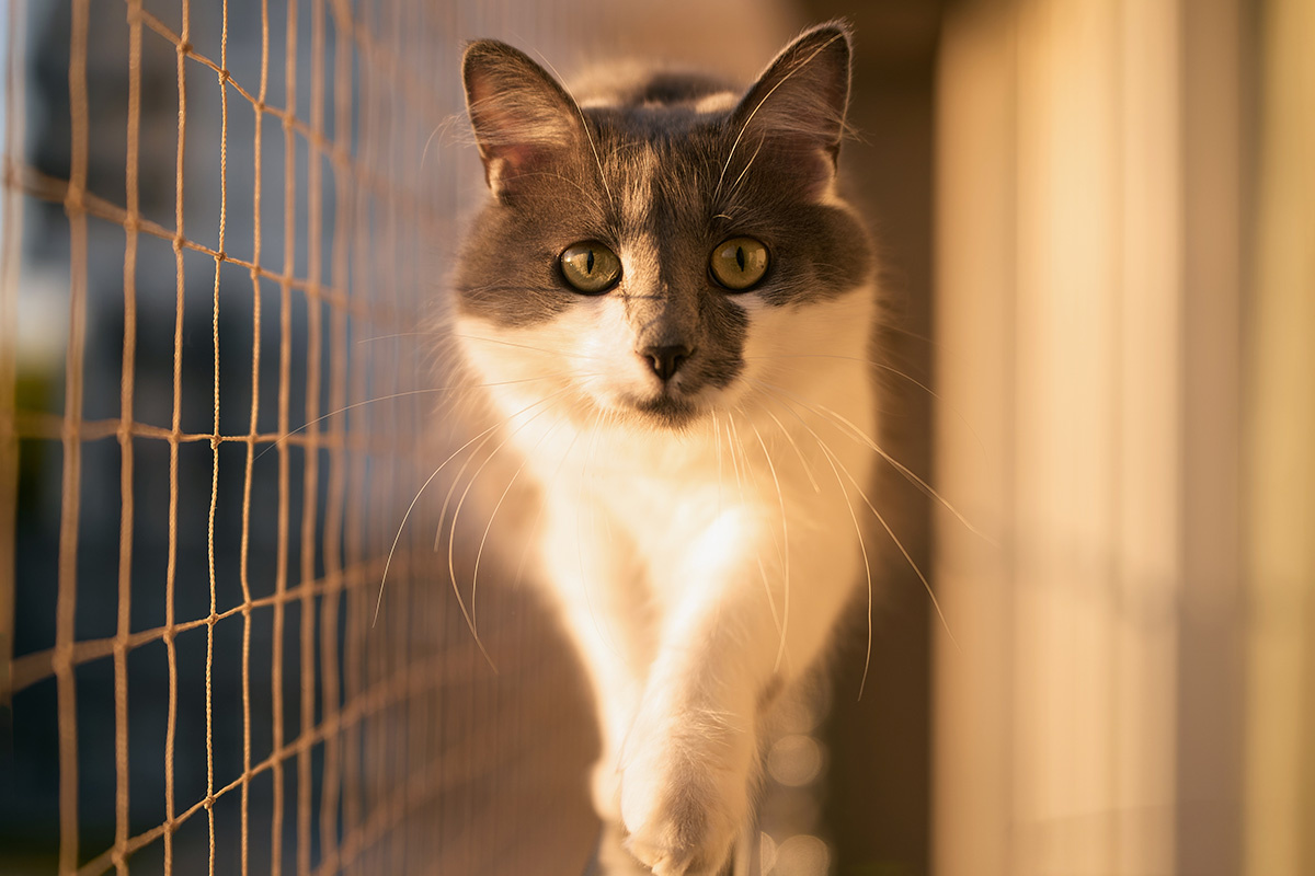 Прочные сетки в оконных проемах — и защита готова. Источник: Shutterstock📷
