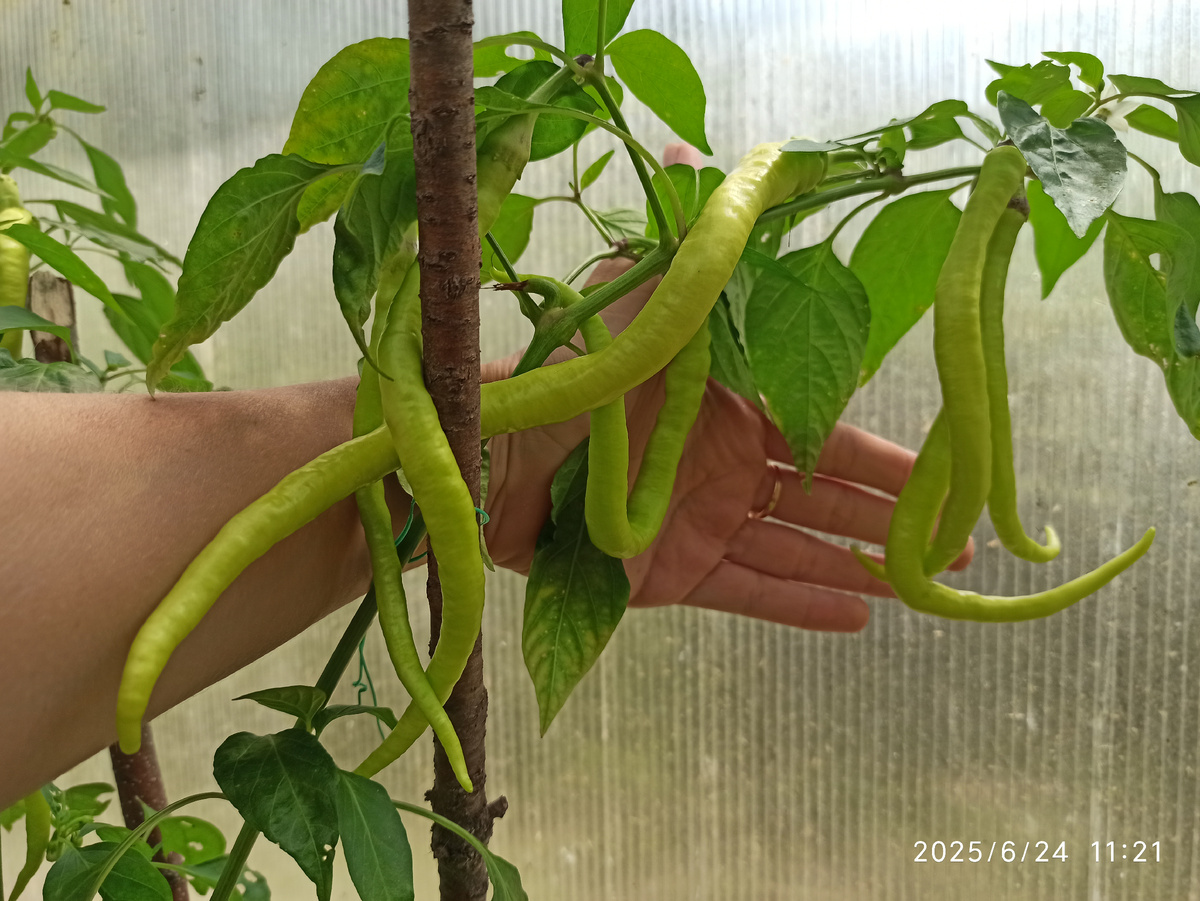 Это всего одна ветка. Не весь куст. Ветка. 