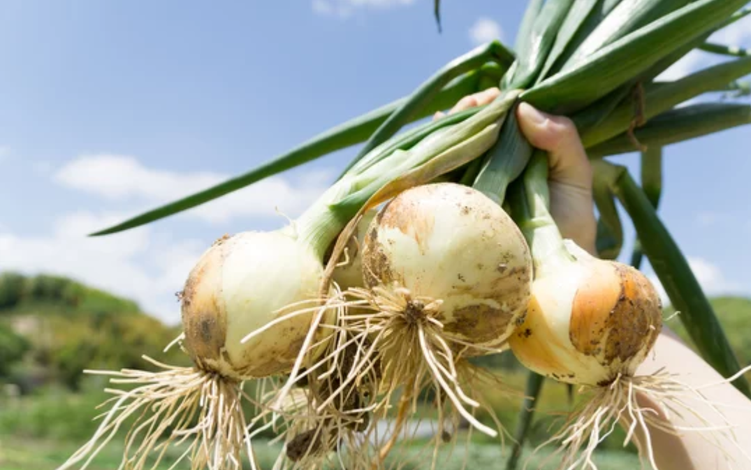 выращивание лука