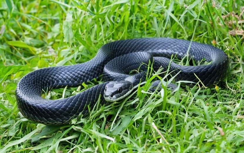    Врачи в Удмуртии трое суток боролись за жизнь пострадавшего от укуса змеи пациента