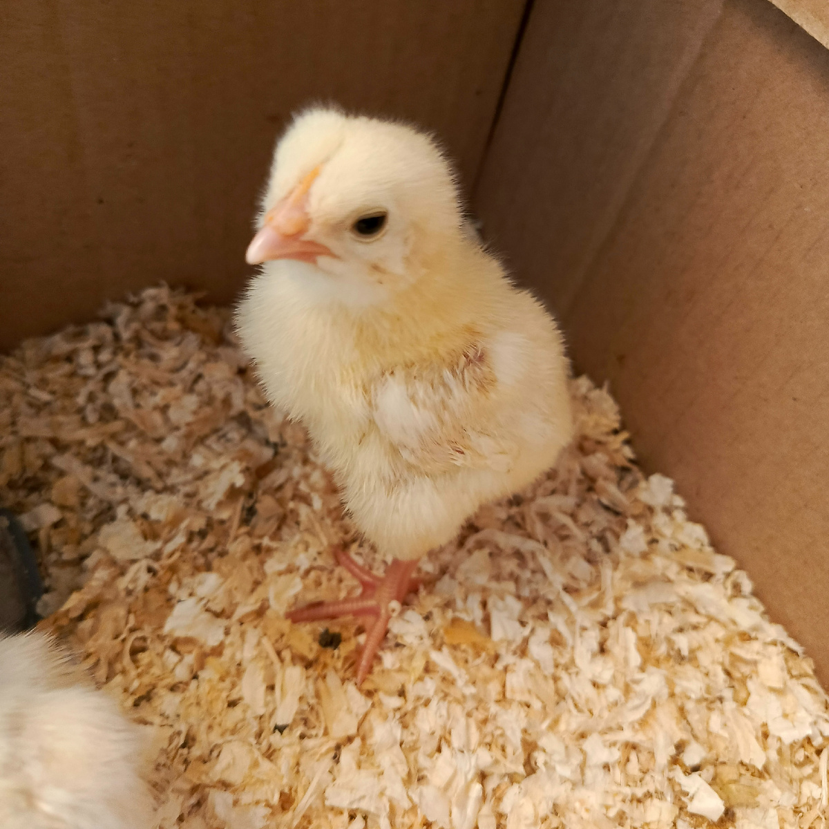 Бройлер 3 дня