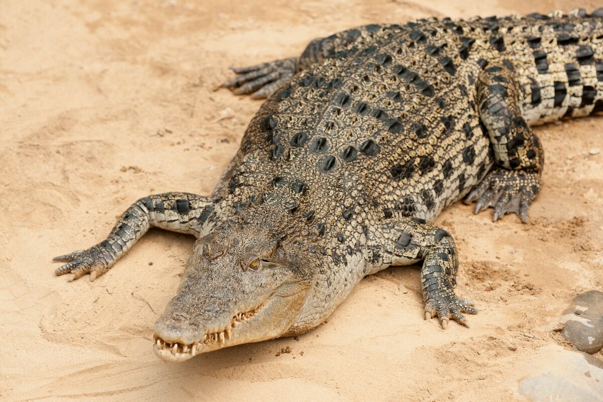     / Источник: © Aleksey Smyshlyaev/Global Look Press