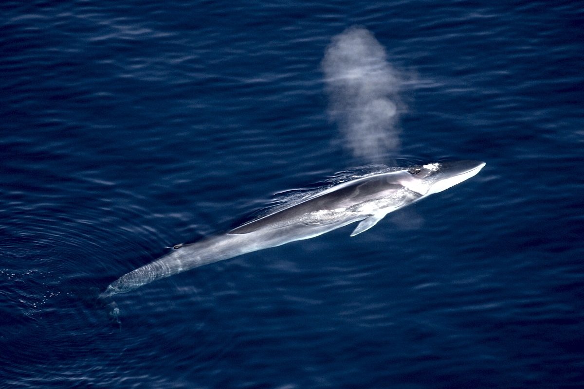 Фонтан=сигнальная ракета