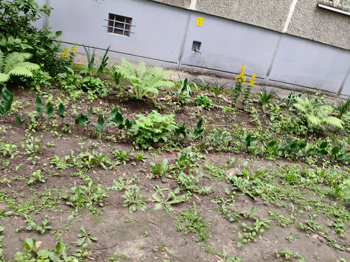 Северная сторона пятиэтажки. Кто-то только только создаёт цветник. 