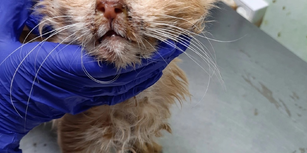 Котика нашли в лесу у озера.