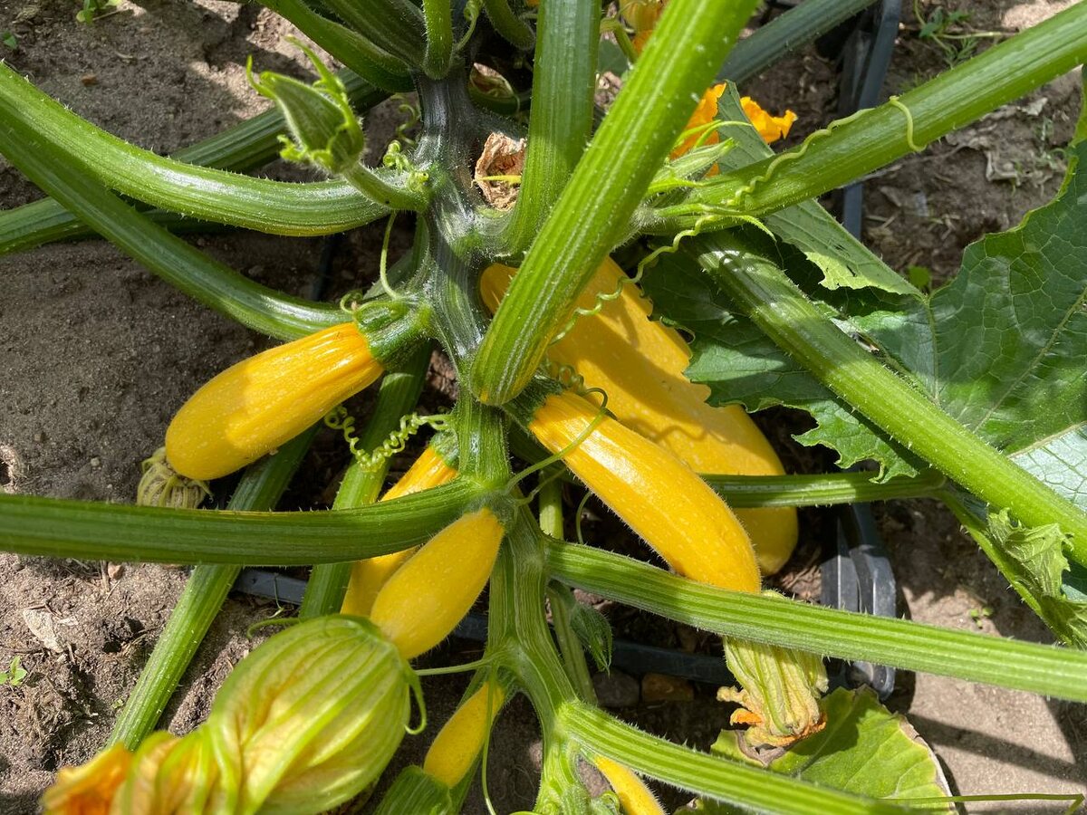 Кабачки, кустовой сорт. Был изначально посажен в ящик. 20.06.25. Фото автора 