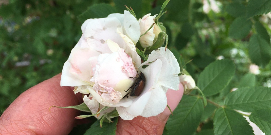 Бронзовка на розах – как бороться с вредителем