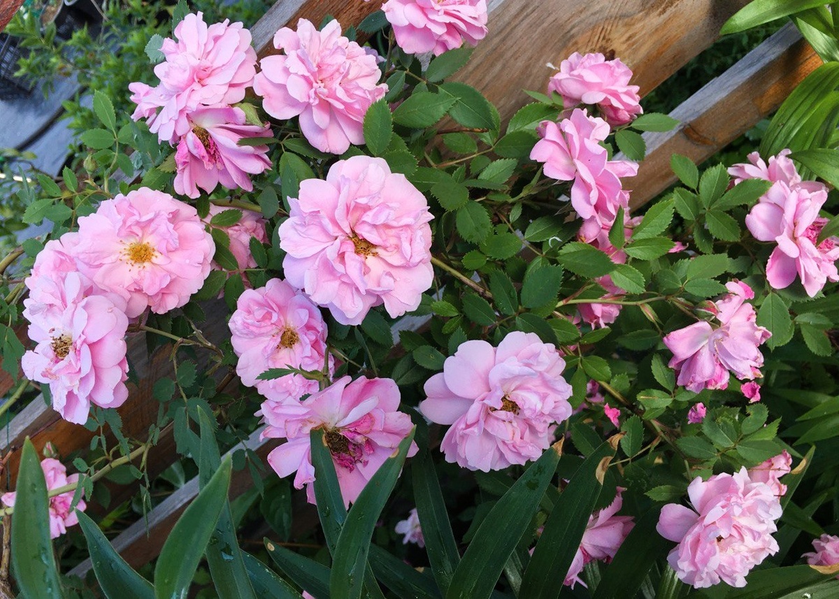 Розы другого цвета целехонькие