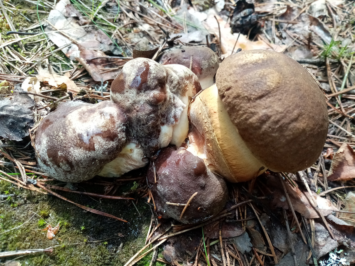 Дружная семейка (18.06.25)