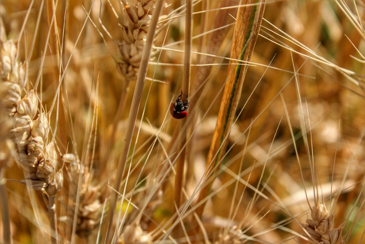    Фото: архив progorod