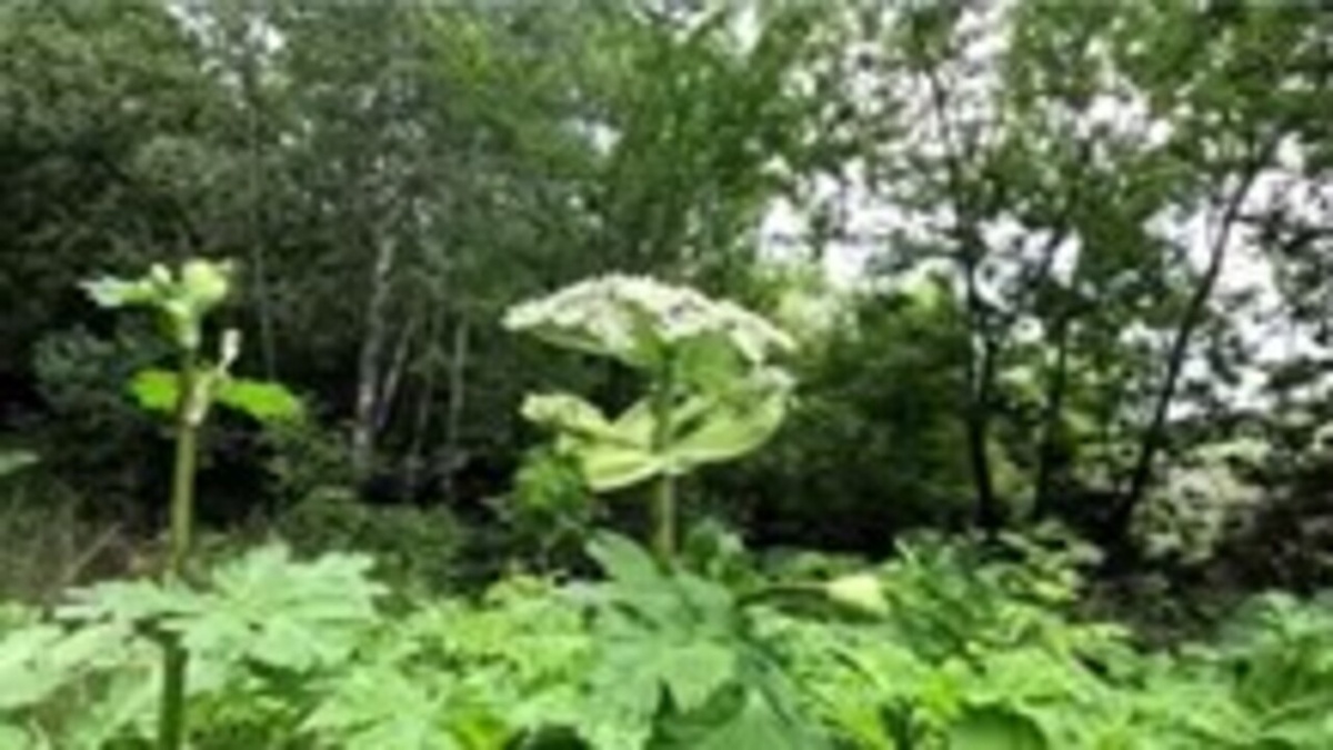    Знаменку в Курской области надо спасать от борщевика
