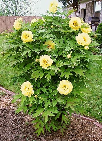 Прлуденный зной