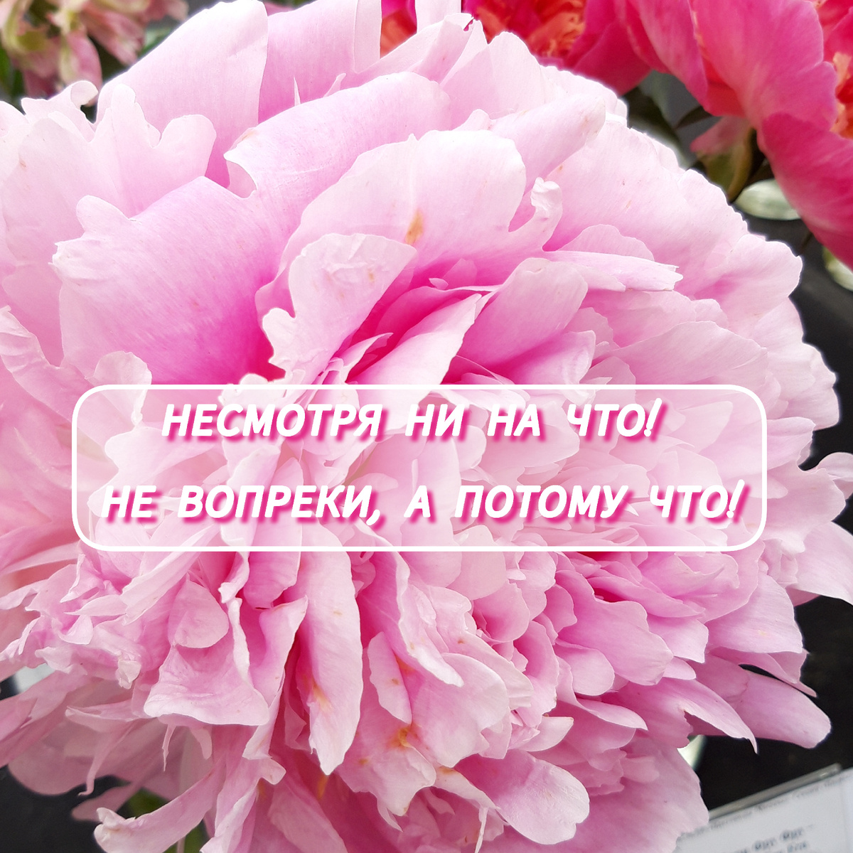 Мой статус в вотсап 23.06, также есть пост в телеграм и там же другие мои зарисовки про пробежки и не только)