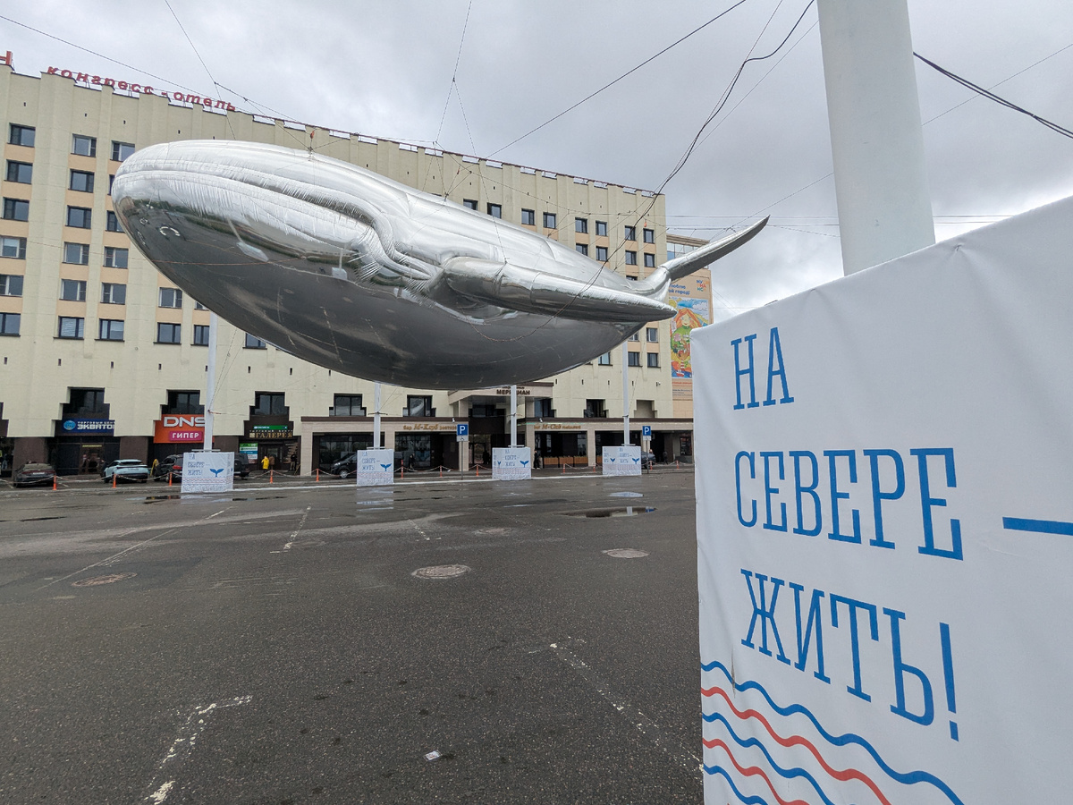 Киты встречают прямо в центре Мурманска