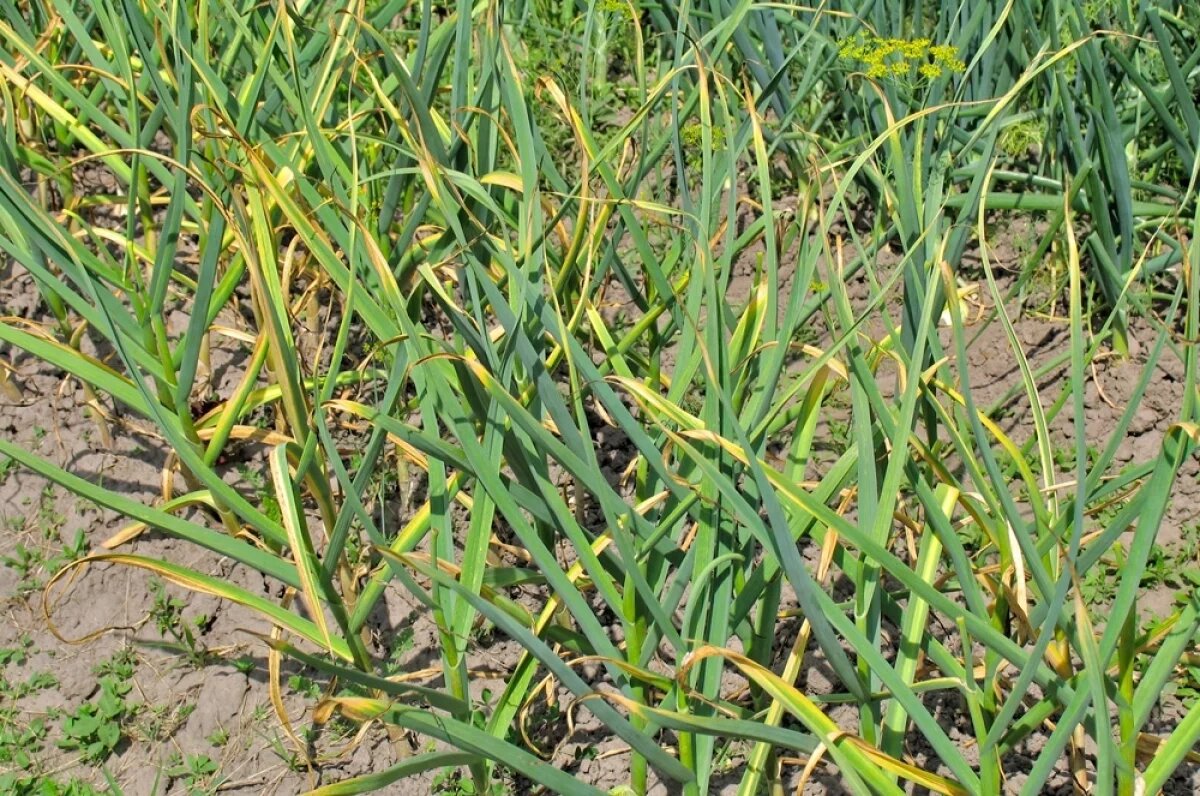    Три причины.