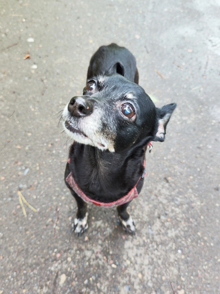 Это не суслик, это наша любимка Бонечка 😉 Она тоже любит наблюдать за сусликами 😜