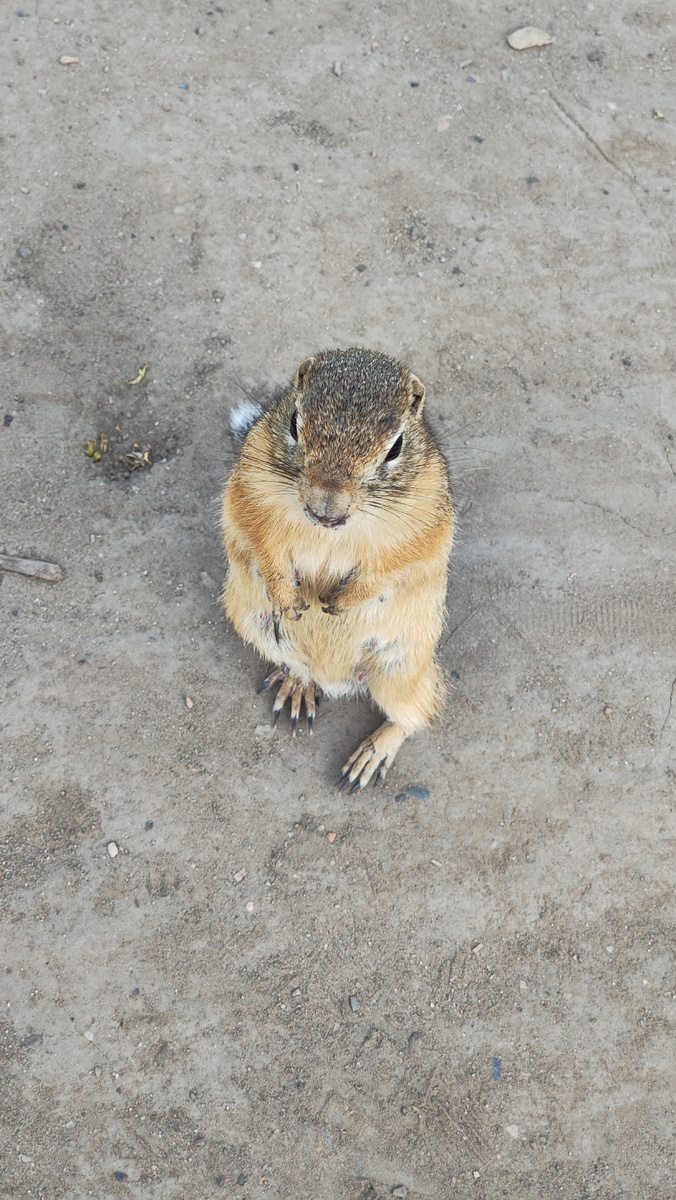 Это один из многочисленных сусликов в Татышев-парке 😉