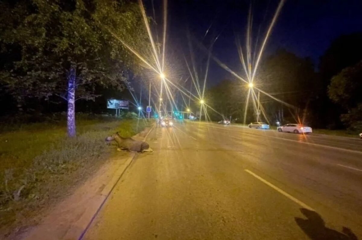    В Томске на Иркутском тракте водитель сбил лося