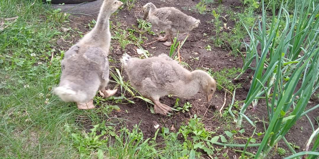 Гуси, гуси, га-га-га!