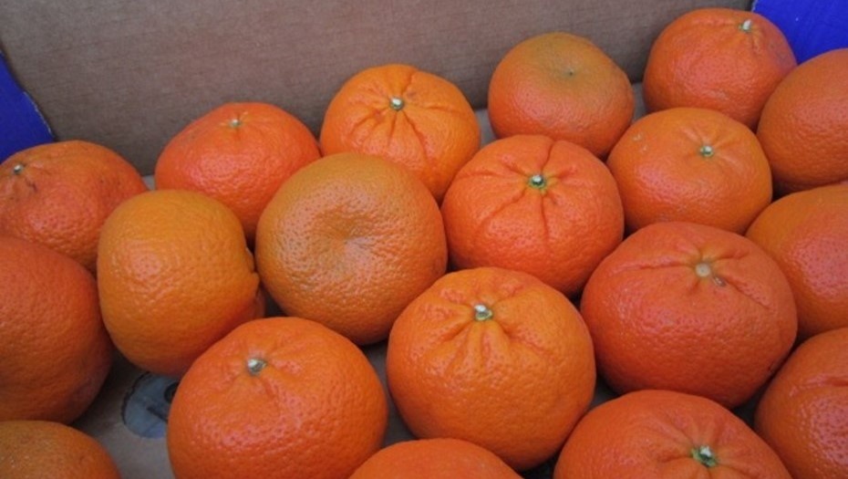    Автор фото: Северо-Западное межрегиональное управление Россельхознадзора