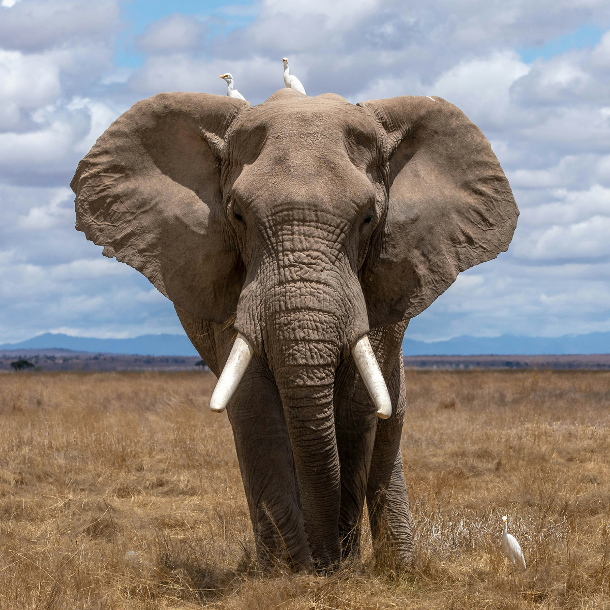 Зачем слону хобот (Изображение из интернета)