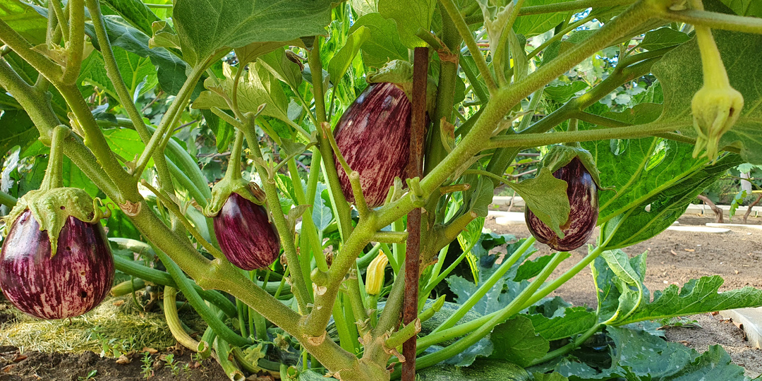 Баклажаны ломятся от урожая от такой подкормки!!