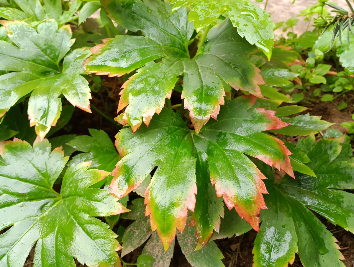 Мукдения покрывается румянцем