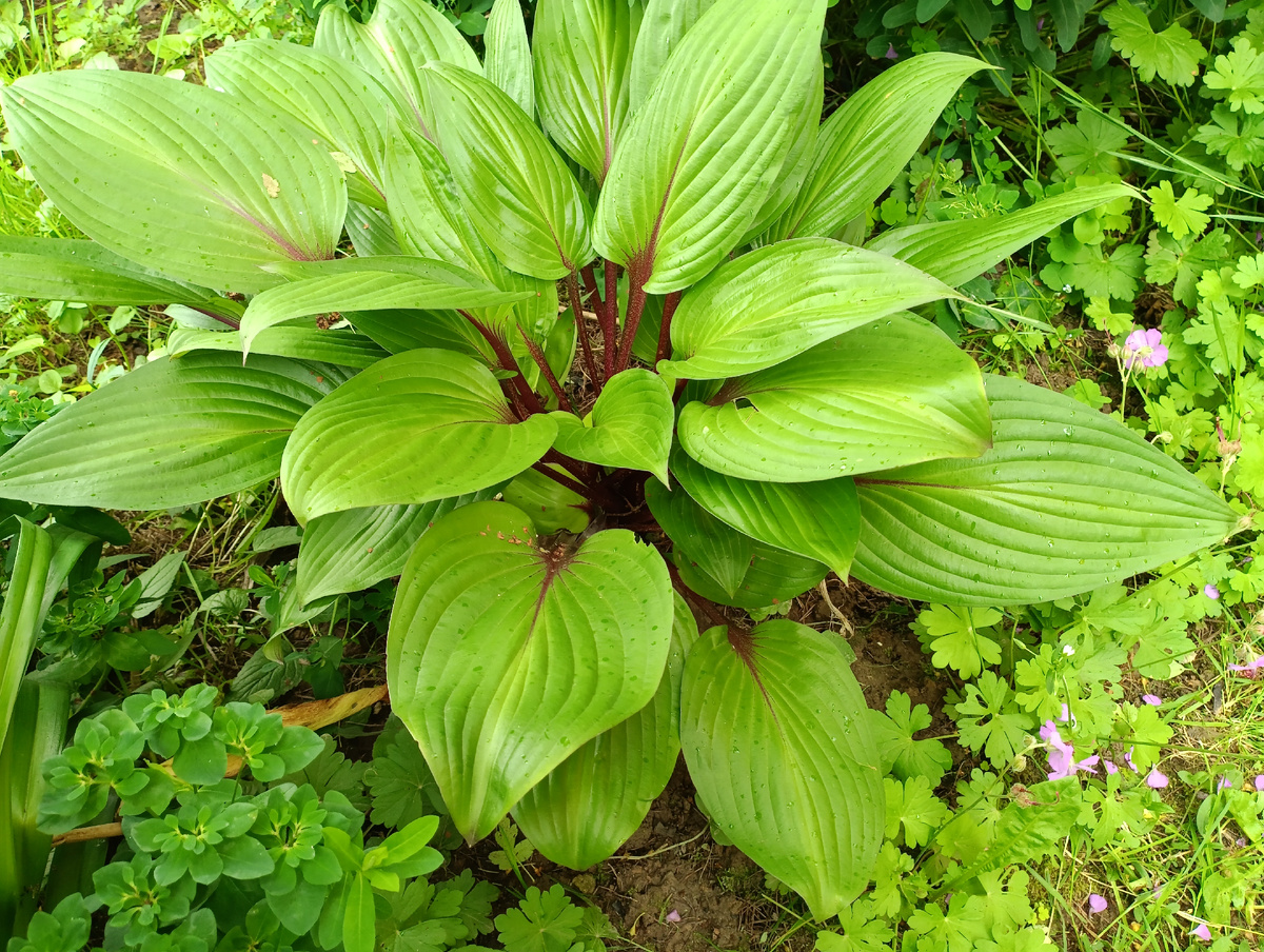 Хоста Фёрст Блаш