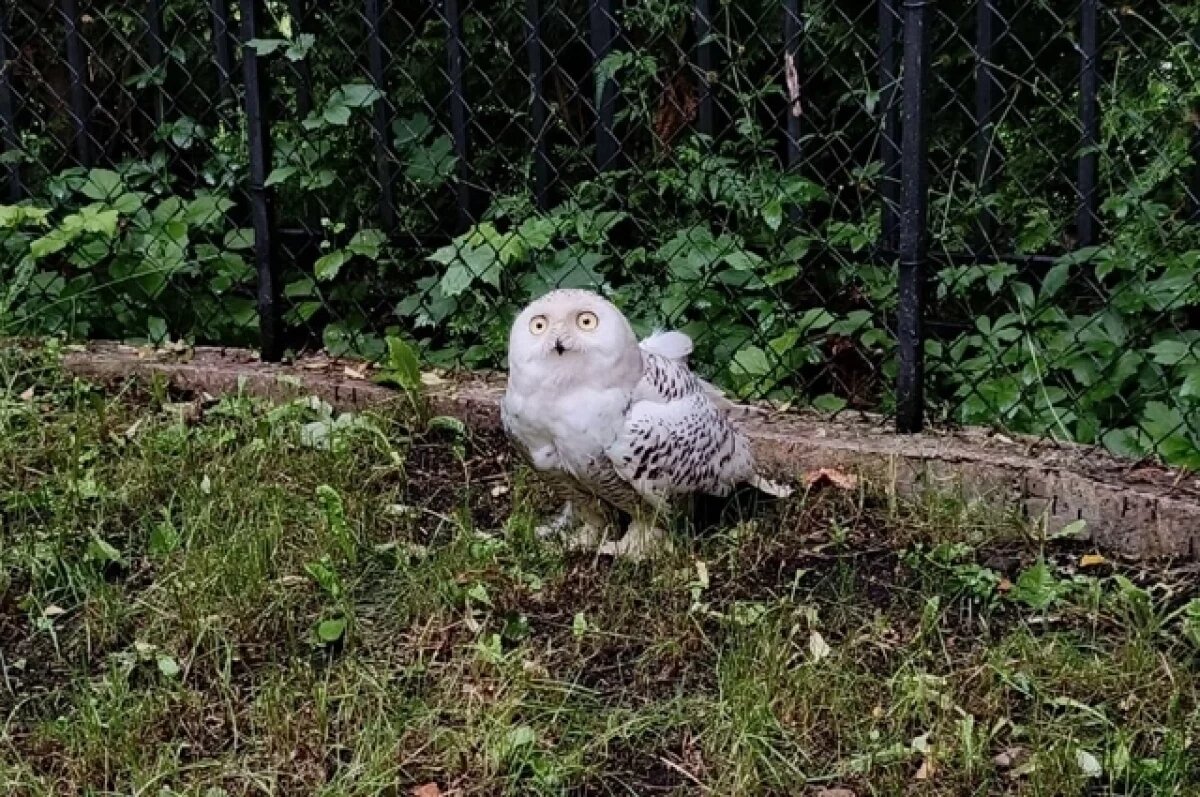    В калининградский зоопарк приехал самец полярной совы из Санкт-Петербурга
