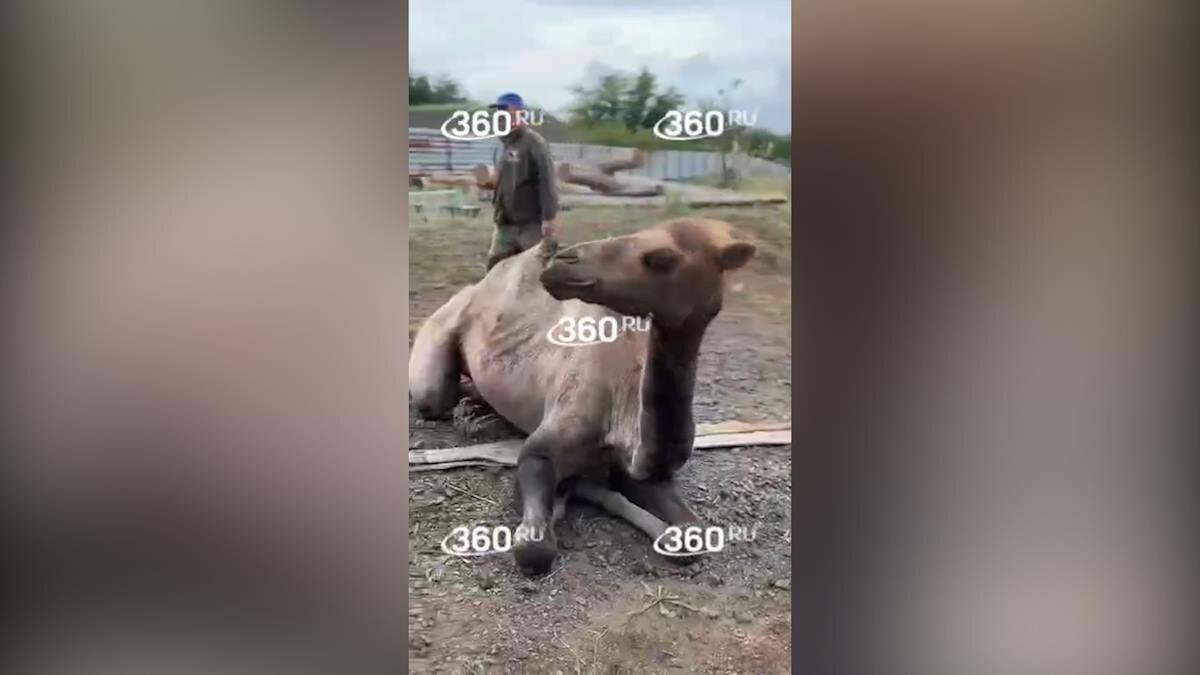    Видео t.me/tv360