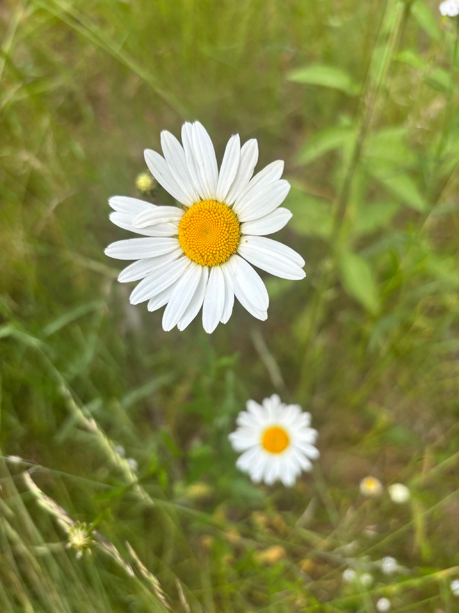 Ромашка. Все фото автора