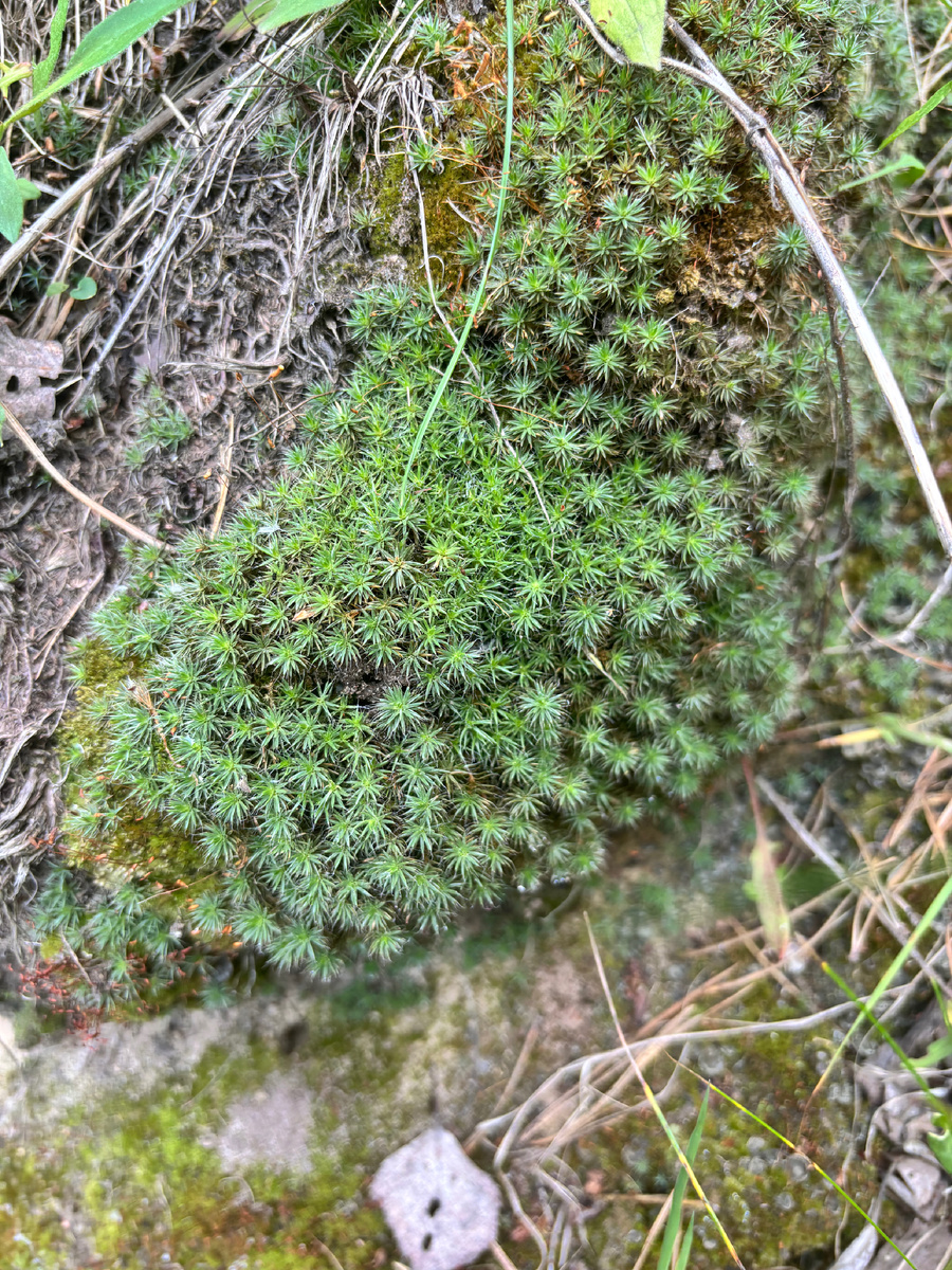 Любимый мох