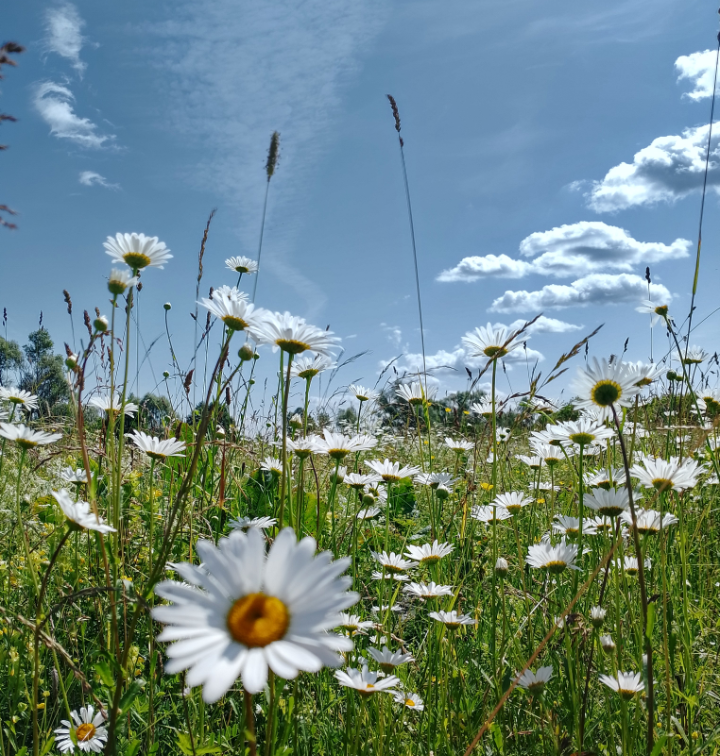 фото автора, ромашки в облаках