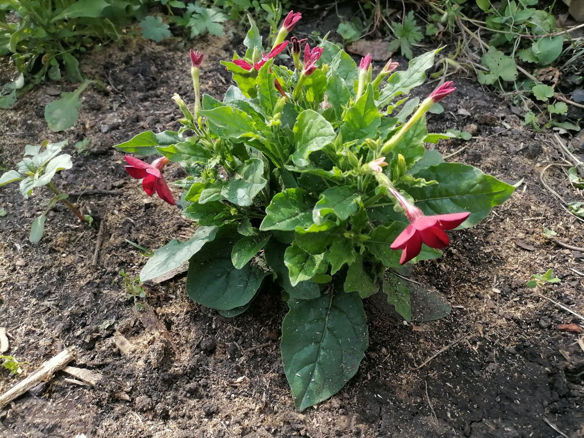 Душистый табак Саратога красный в начале цветения, фото автора